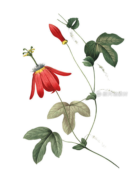 西番莲总状花序| Redoute花卉插图